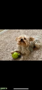 Very Smart and Loyal Purebreed Yorkie Listing Image