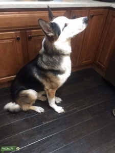 Panda Shepherd Listing Image