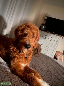 Male Goldendoodle FB1 Listing Image