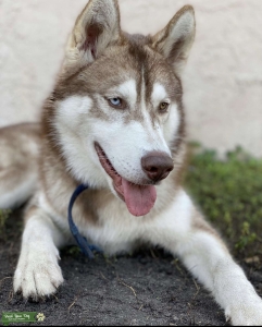 Full Breed Siberian Husky  Listing Image