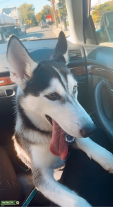 Handsome Full-Bred Husky Stud Beautiful Eyes Listing Image