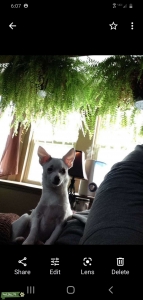 Small 4 yr old female looking for under 5 lb male for 1 and only litter before spayed Listing Image