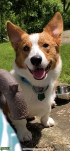 CORGI-PEMBROKE WELSH  Listing Image