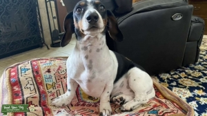 Black & White Piebald w/ a hint of Brown Listing Image