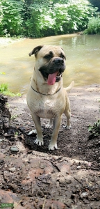 Bullmastiff X Listing Image