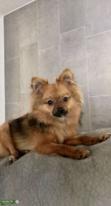 Pomeranian  Listing Image