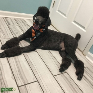 Black & white standard poodle  Listing Image