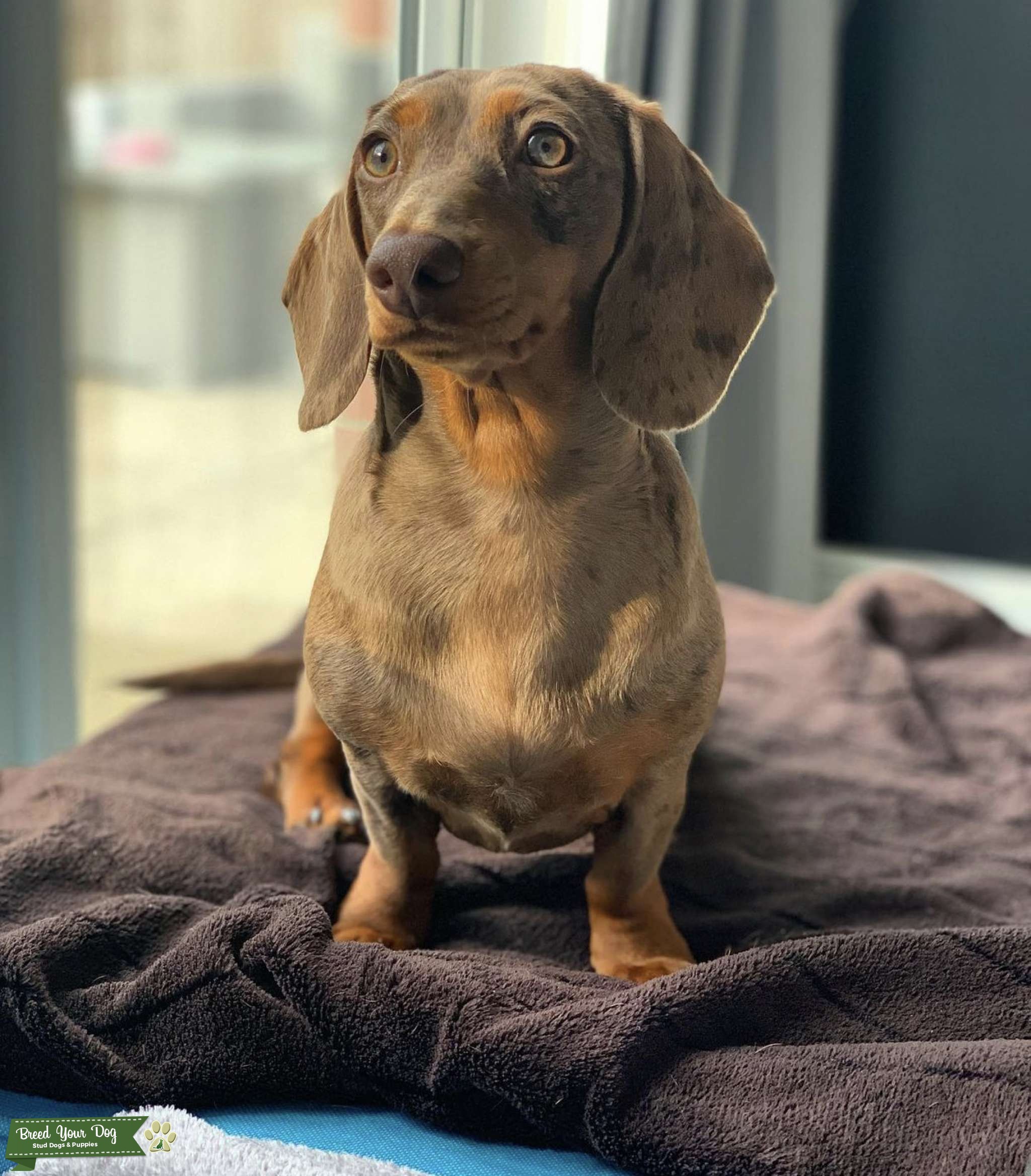 Chocolate Dapple & Tan Stud Dog in Doncaster, the United States