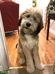 Fluffy, Sweet Bernedoodle Listing Image