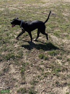 Boxer/Pitt Mix Listing Image