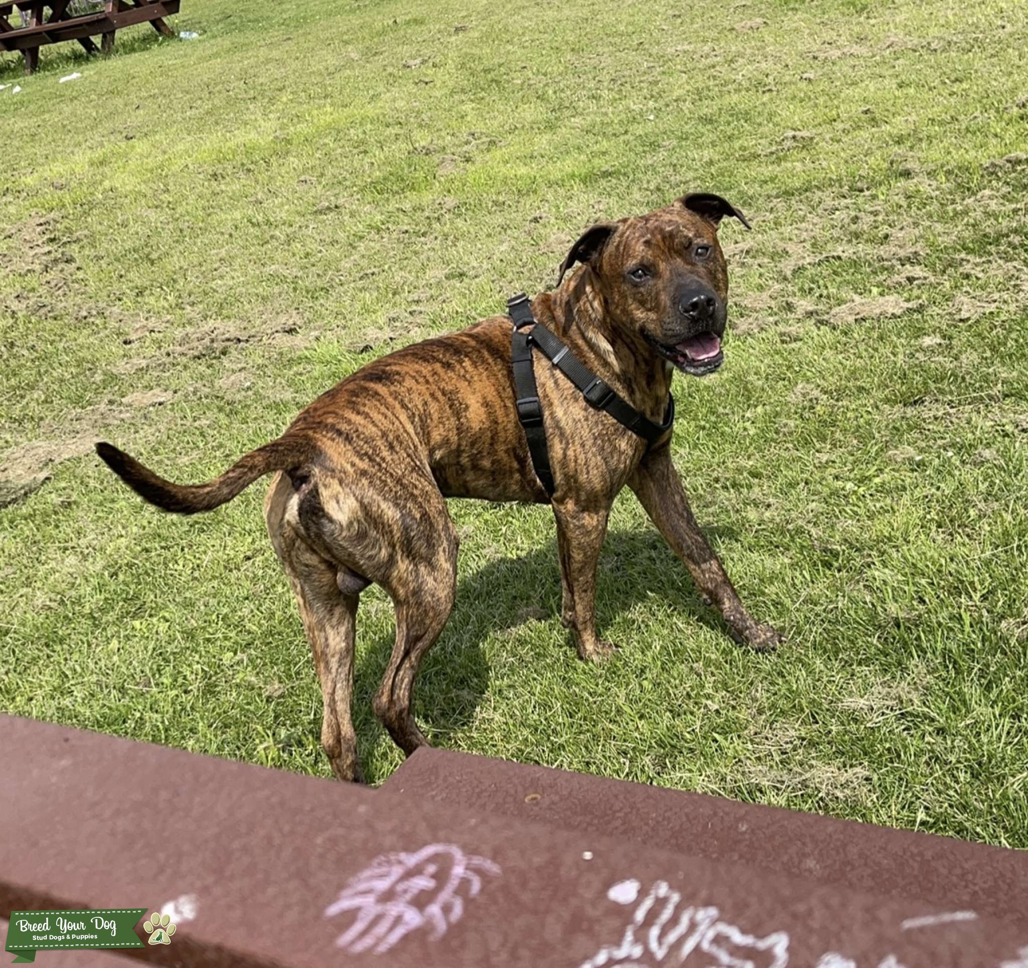 Male dog for stud Stud Dog Rainham Breed Your Dog