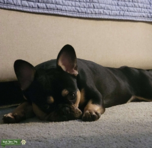 Frenchie with Fluffy gene Listing Image