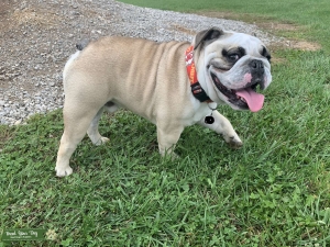 AKC English Bulldog Stud Listing Image