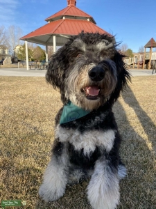F1B bernedoodle stud Listing Image