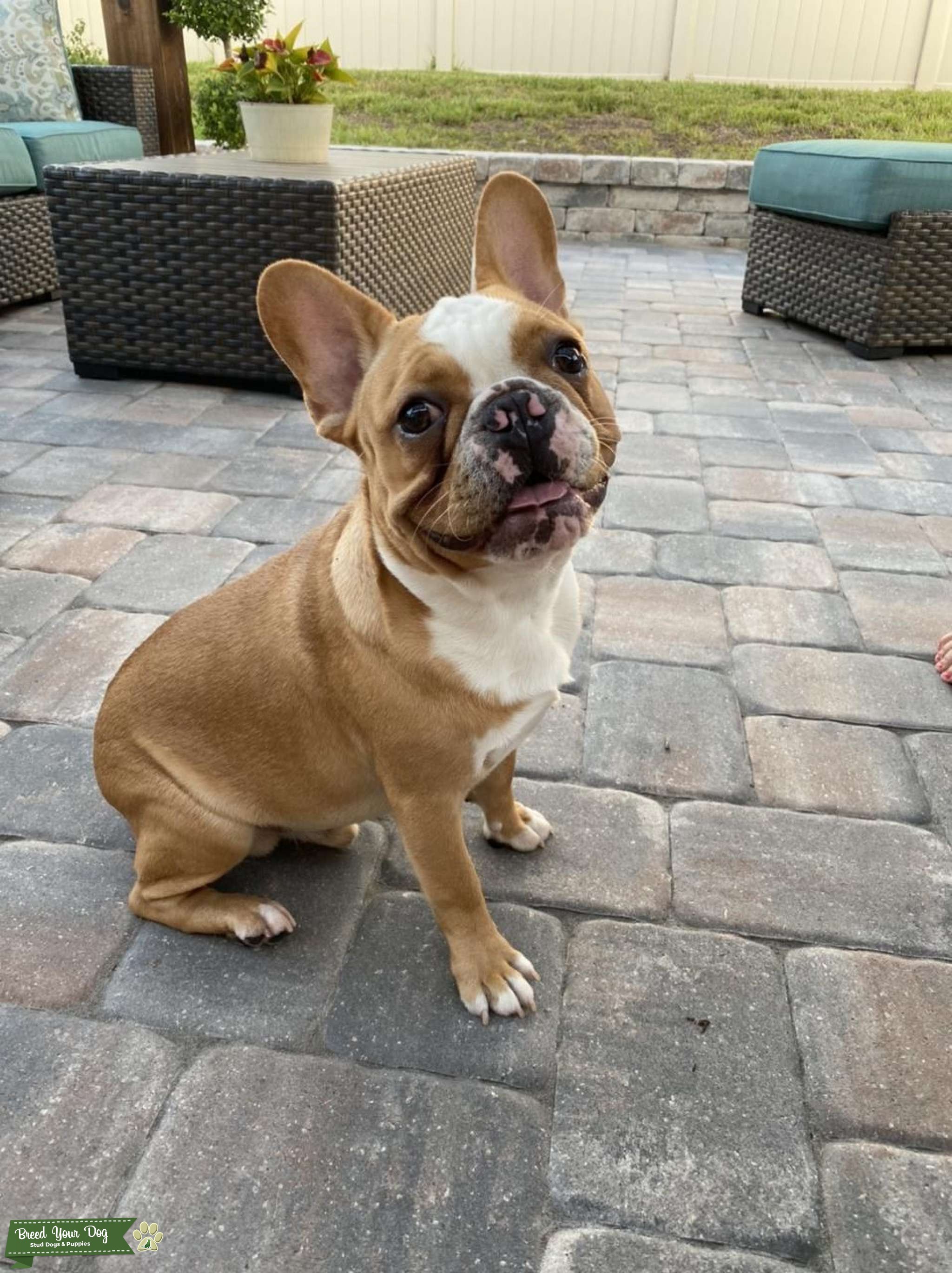 French Bulldog Stud Stud Dog in Florida, the United States Breed Your Dog