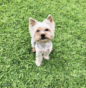 Silver Yorkie Stud  Listing Image