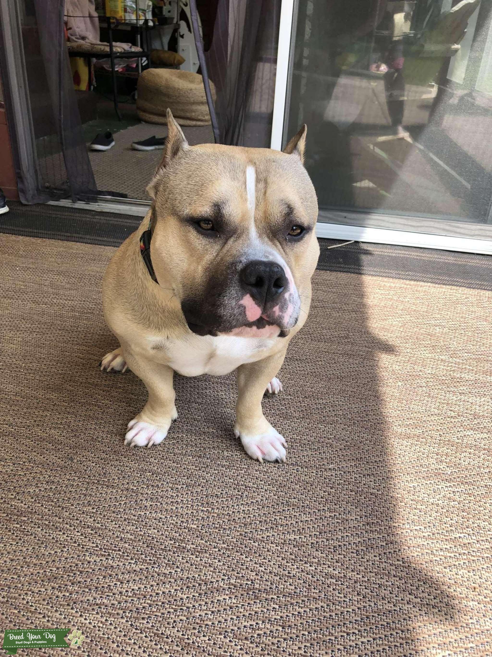 American Bully stud Stud Dog in Waukegan, the United States Breed