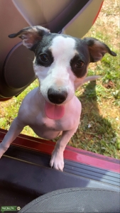 AKC registered  Listing Image