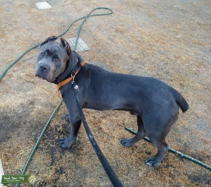 Bloodline of 2019 Cane Corso World Champion   Listing Image