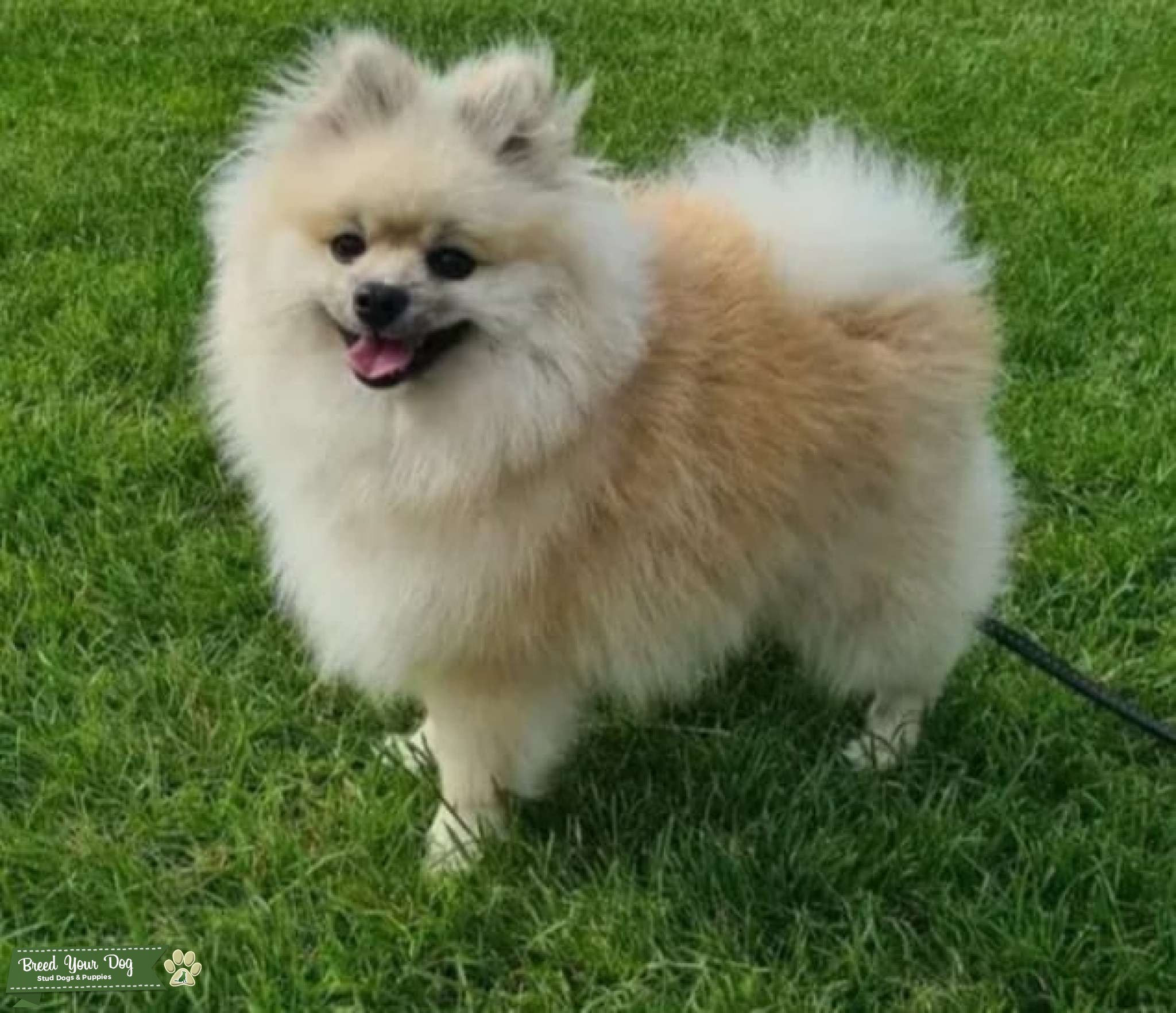 Stunning Kc Registered Double Coat Male Pomeranian For Stud! Stud Dog