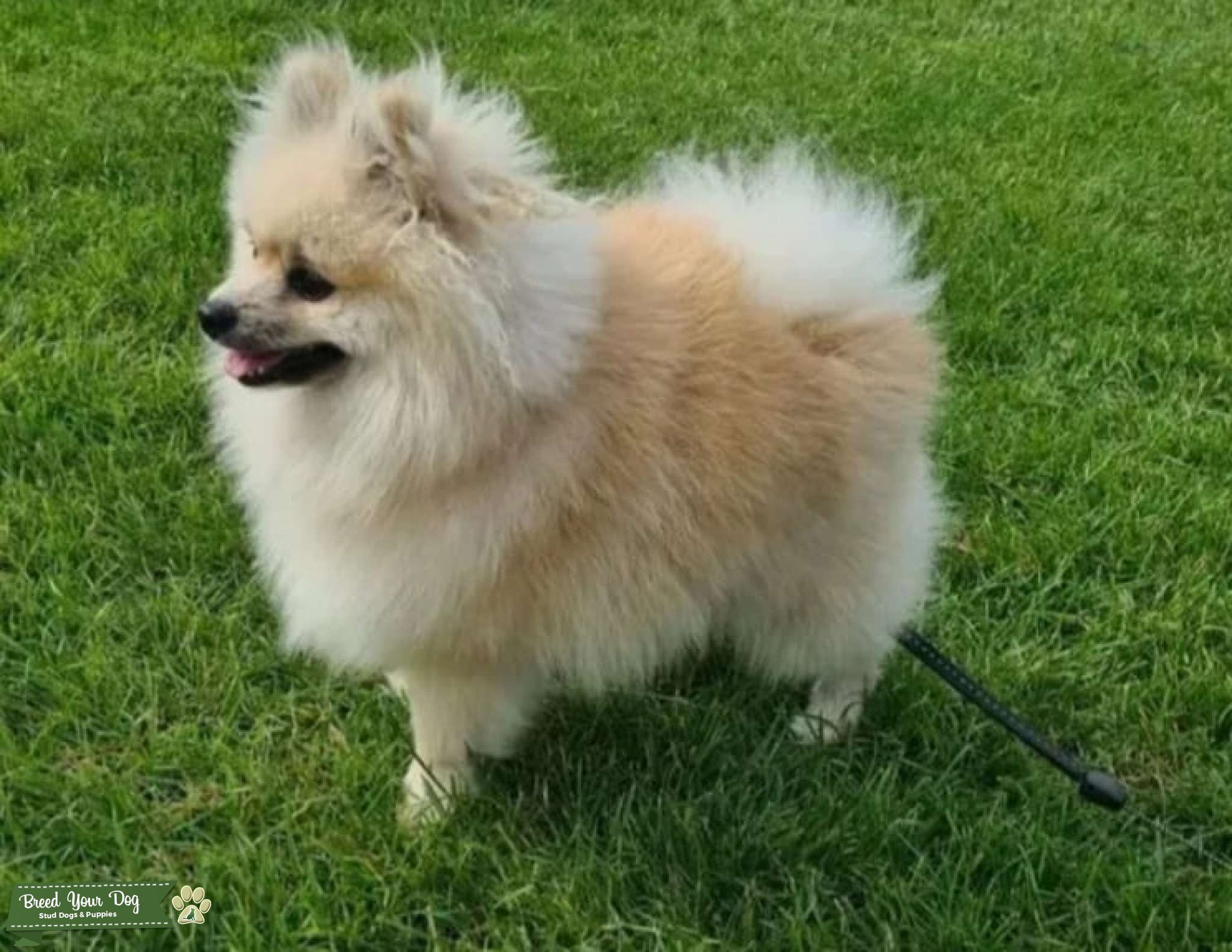 Stunning Kc Registered Double Coat Male Pomeranian For Stud! Stud Dog