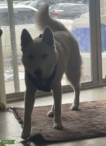 Isabelle Husky  Listing Image