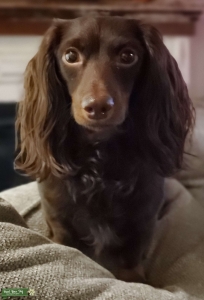 Stud Miniature Longhair Dachshund Listing Image