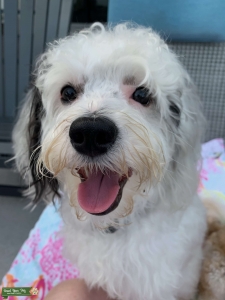 Cavapoo for Stud Listing Image