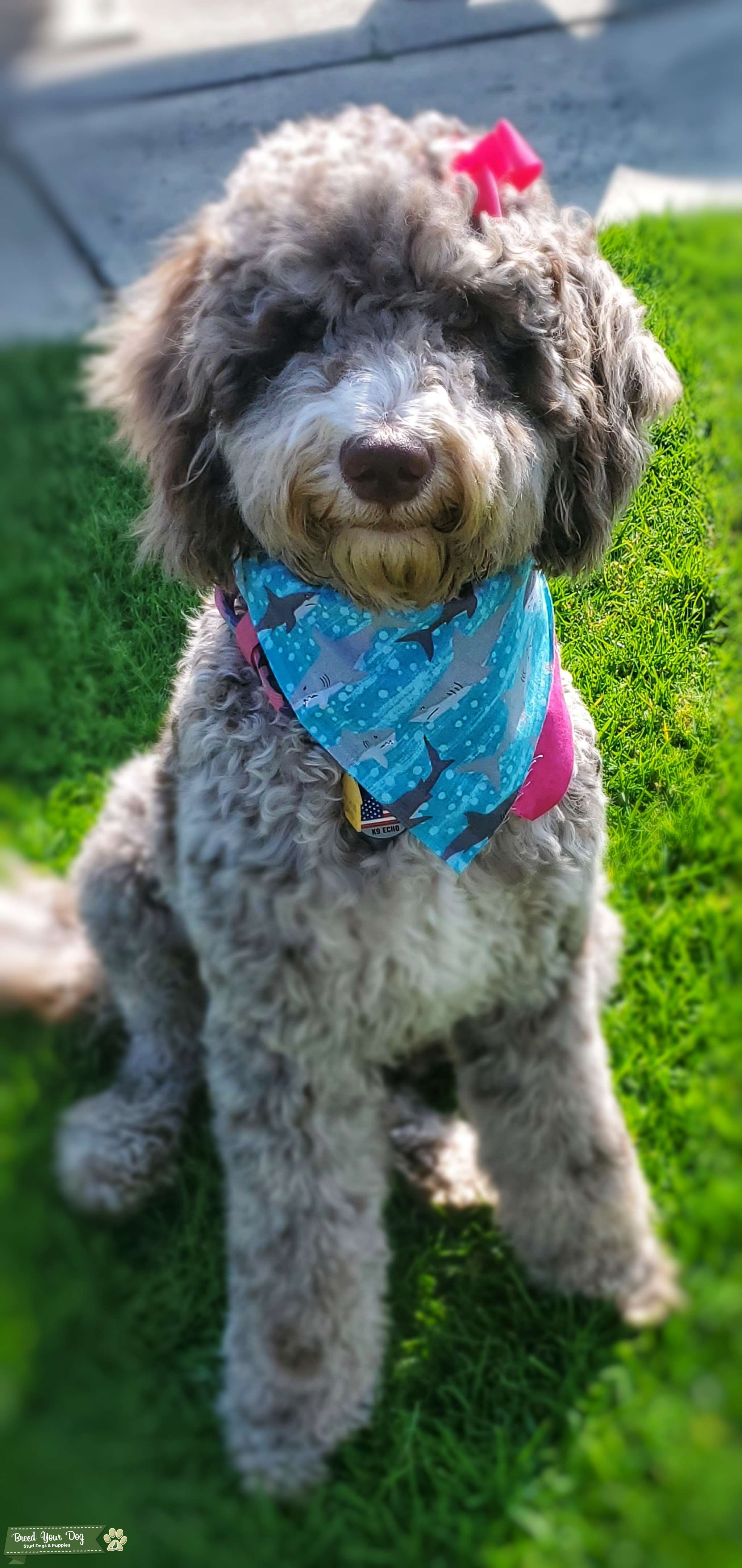 Chocolate Merle Bernedoodle Stud Dog USA Breed Your Dog