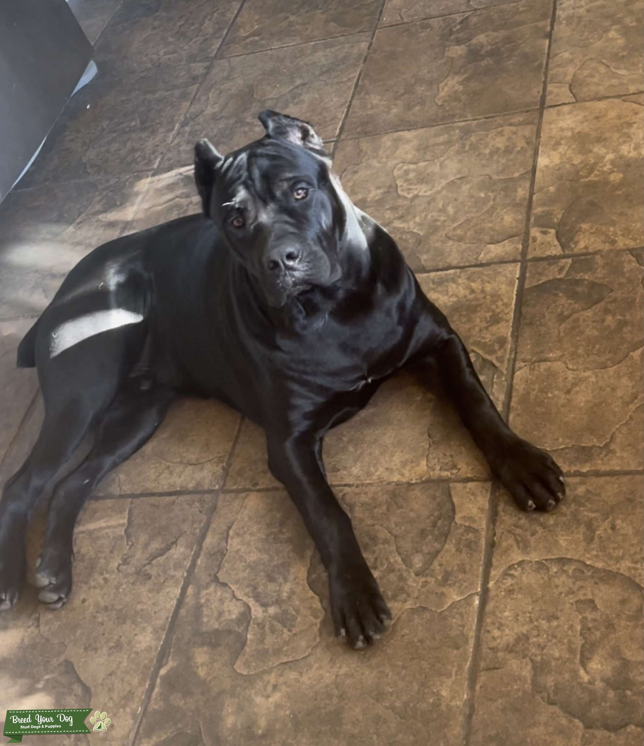 10 month male cane corso stud Stud Dog in San Diego, CA, United
