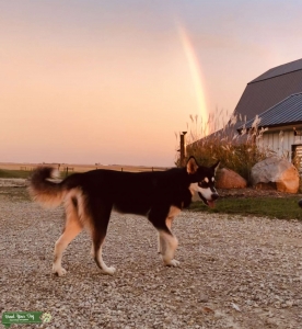 Alaskan Malamute Female Listing Image