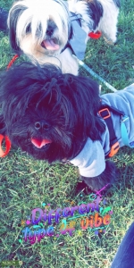 Black Shih tzu Listing Image