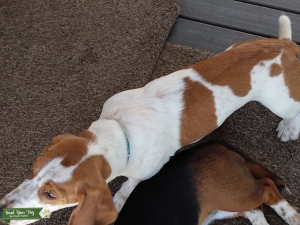 Bassett Hound Stud Listing Image