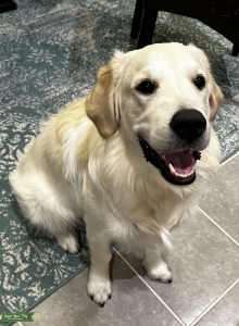 AKC English Cream Golden Listing Image
