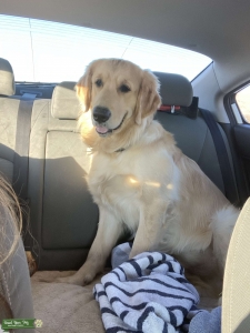 Golden Retriever looking for female Listing Image