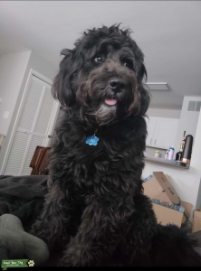 Black GoldenDoodle Chow Listing Image