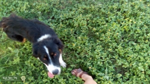 purebred border collie Listing Image
