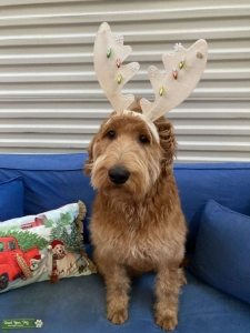 Sweet Labradoodle  Listing Image