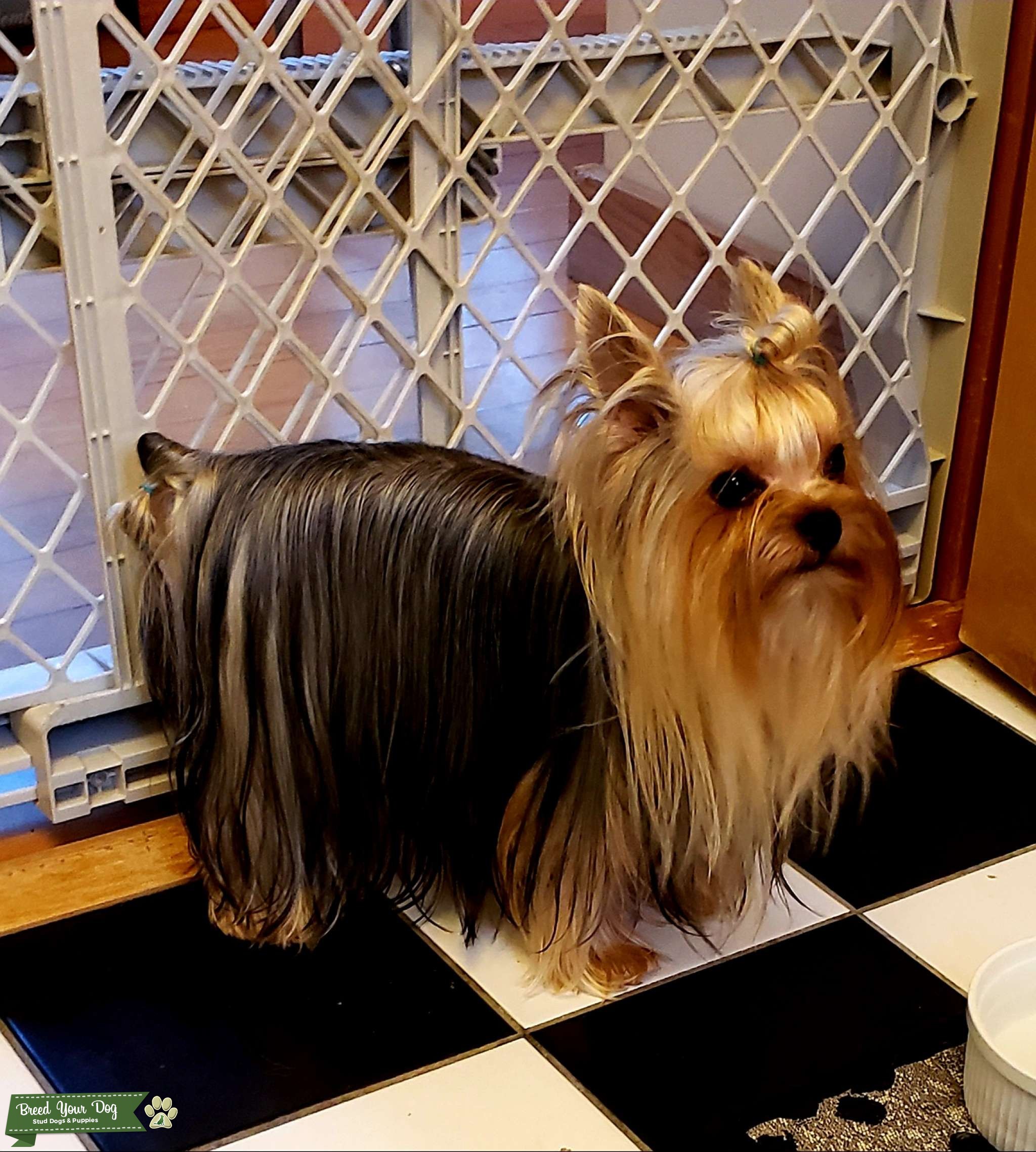 Proven small Yorkie Stud Dog in South Carolina, United States Breed