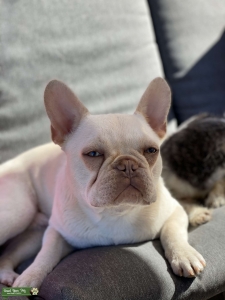 French Bulldog Listing Image