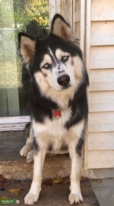 Looking for husky female Listing Image
