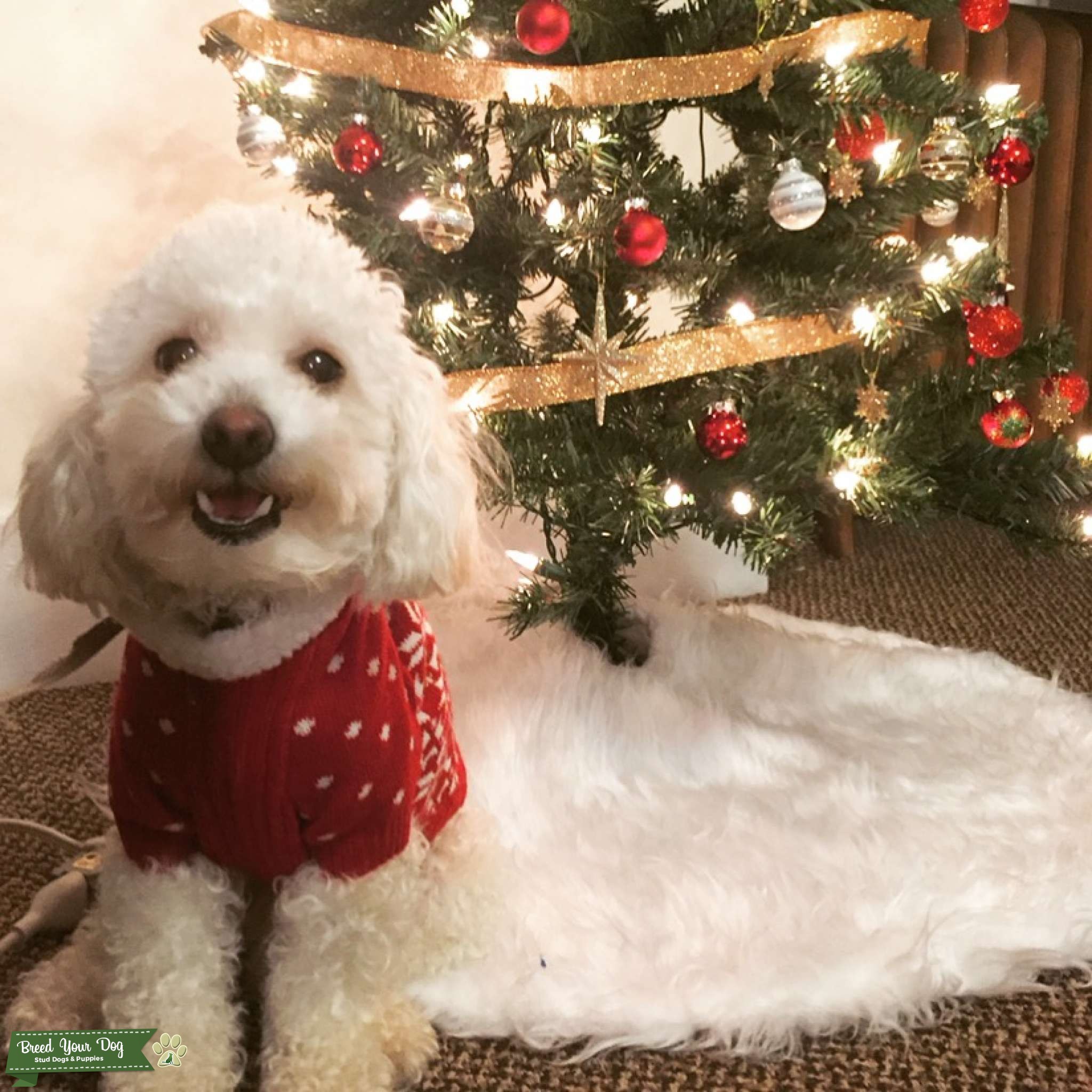 Male purebred toy poodle Stud Dog in New York, the United States Breed Your Dog