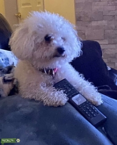 Bichon female looking for Daddy Listing Image