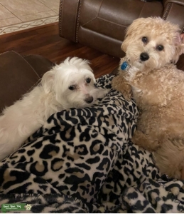 Maltipoo Stud  Listing Image