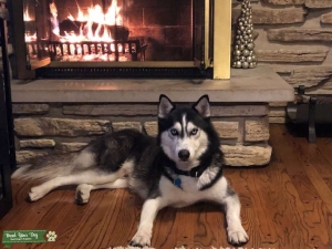 Two Blue Eyes Husky Listing Image