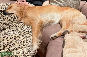 Light Golden Retriever Listing Image