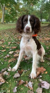 English Springer Spaniel(working/hunting) Stud  Listing Image