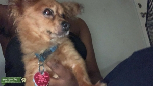 Yorkie/Pom mix stud service (Free pick of litter) Listing Image