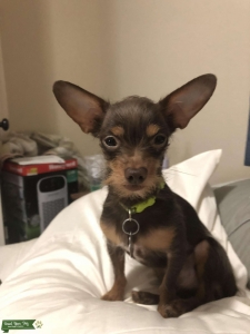 Chiweenie Stud Listing Image