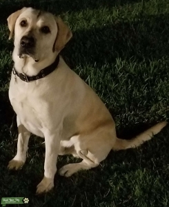 Yellow Lab Listing Image